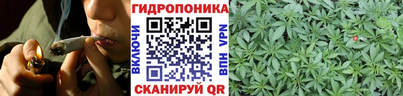 Конопля индика  Стародуб 